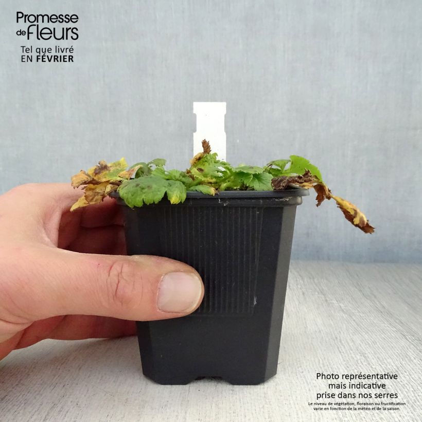 Geum Cosmopolitan - Hierba de San Benito Maceta de 8/9 cm Ejemplar entregado en invierno