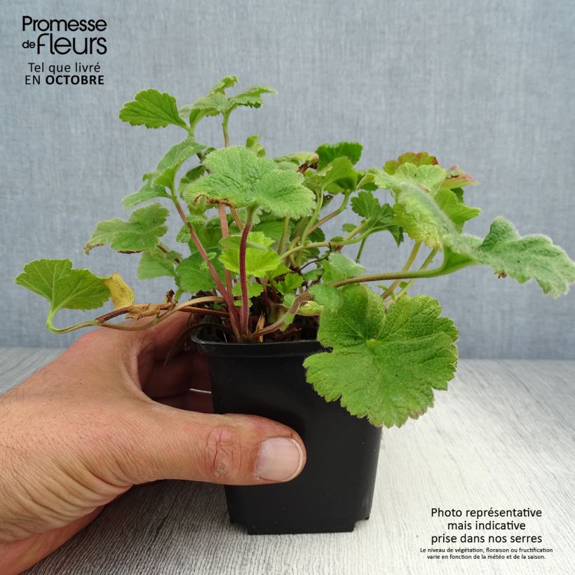 Ejemplar de Geum Eos - Hierba de San Benito Maceta de 8/9 cm entregado en otoño