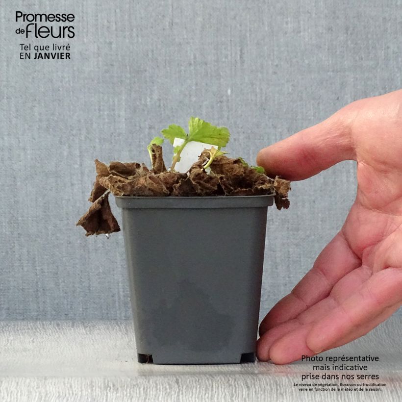 Geum Eos - Hierba de San Benito Maceta de 8/9 cm Ejemplar entregado en invierno