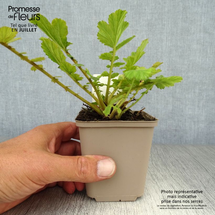 Ejemplar de Geum chiloense Feuerball - Hierba del Clavo Maceta de 8/9 cm entregado en verano