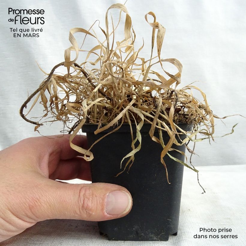 Geum chiloense Feuerball - Hierba del Clavo Maceta de 8/9 cm Ejemplar entregado en la primavera