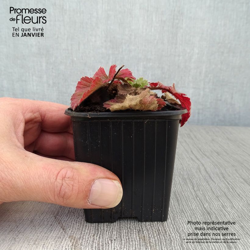 Geum Fiery Tempest - Hierba de San Benito Maceta de 8/9 cm Ejemplar entregado en invierno