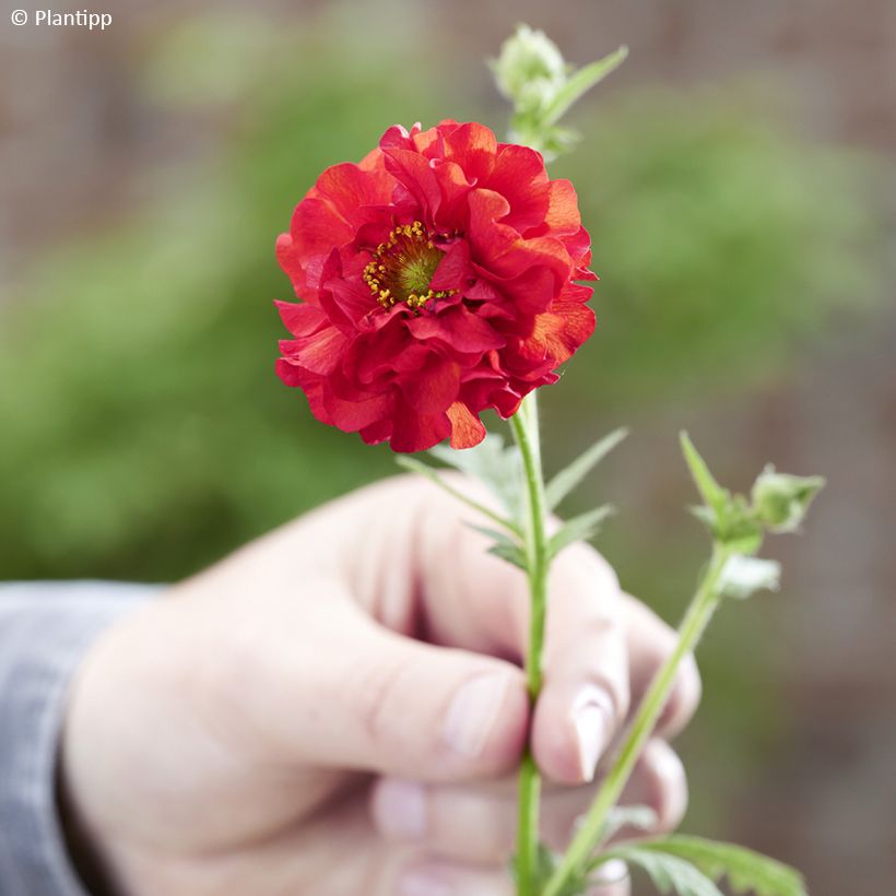 Geum Firestarter - Hierba de San Benito (Floración)