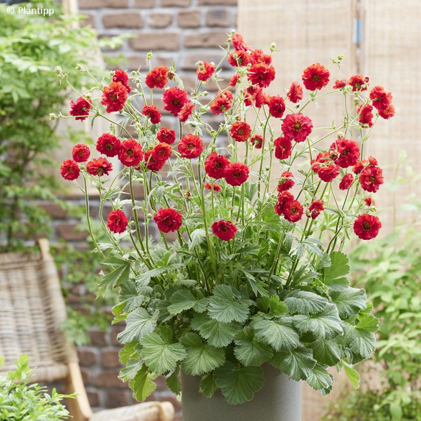 Geum Firestarter - Hierba de San Benito (Porte)