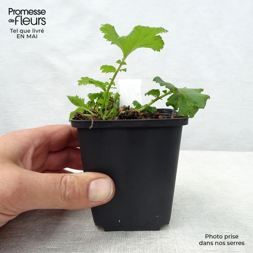 Geum Flames of Passion - Hierba de San Benito Maceta de 8/9 cm Ejemplar entregado en la primavera