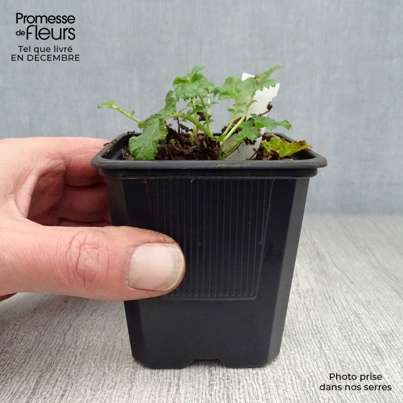 Geum Flames of Passion - Hierba de San Benito Maceta de 8/9 cm Ejemplar entregado en invierno