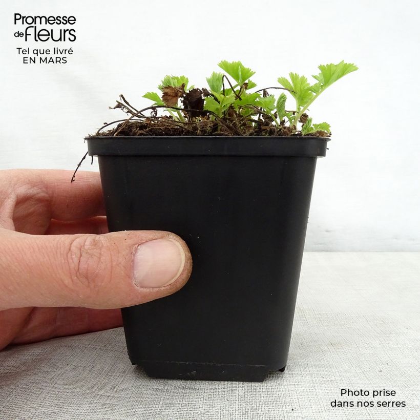 Geum rivale Lemon Drops - Hierba de San Benito Maceta de 8/9 cm Ejemplar entregado en la primavera