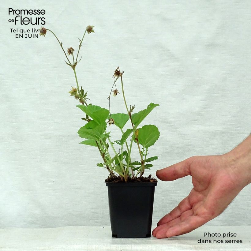 Ejemplar de Geum rivale Lemon Drops - Hierba de San Benito Maceta de 8/9 cm entregado en verano
