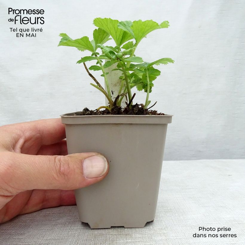 Geum rivale Mai tai - Hierba de San Benito Maceta de 8/9 cm Ejemplar entregado en la primavera