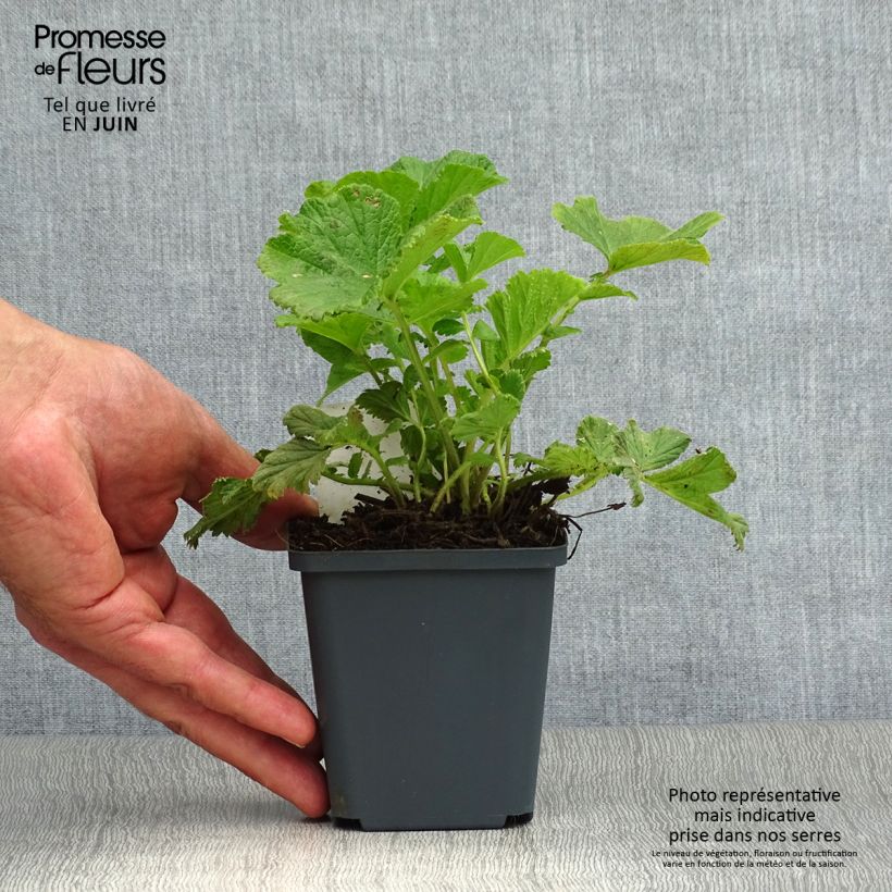 Ejemplar de Geum rivale Mai tai - Hierba de San Benito Maceta de 8/9 cm entregado en verano