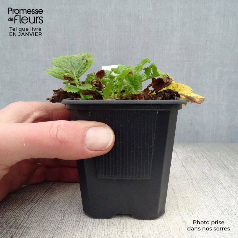 Geum rivale Mai tai - Hierba de San Benito Maceta de 8/9 cm Ejemplar entregado en invierno