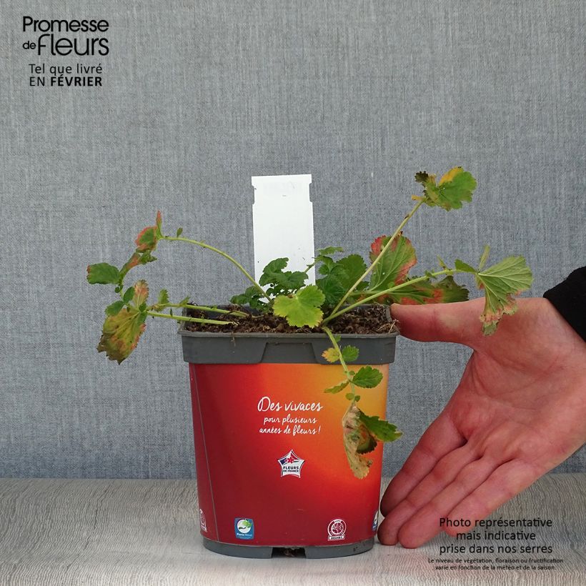 Geum rivale Mai tai - Hierba de San Benito Maceta 2L/3L Ejemplar entregado en invierno