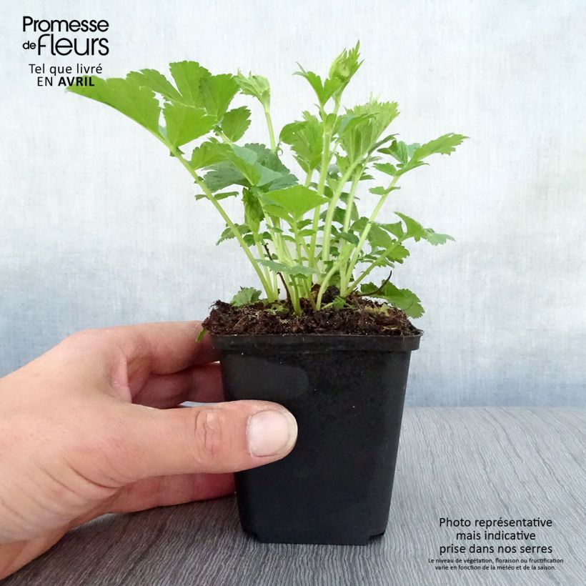 Geum rivale Mai tai - Hierba de San Benito Maceta 2L/3L Ejemplar entregado en la primavera