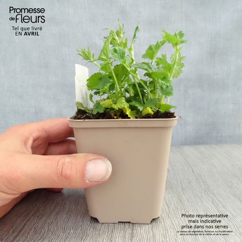 Geum coccineum Nonna - Hierba de San Benito Maceta de 7/8 cm Ejemplar entregado en la primavera