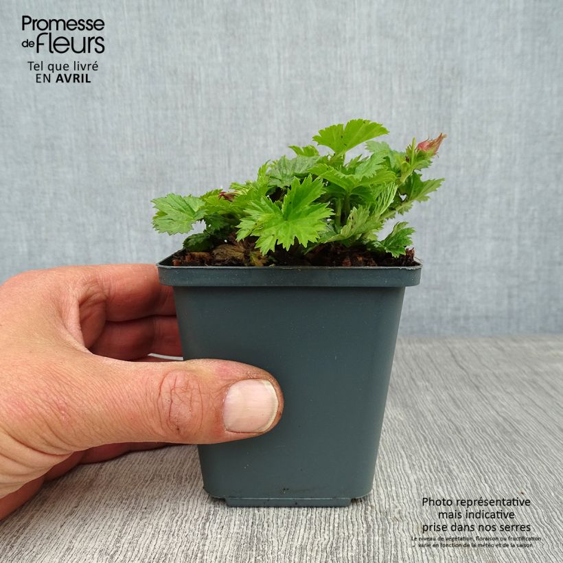 Geum Pretticoats Peach - Hierba de San Benito Maceta de 8/9 cm Ejemplar entregado en la primavera