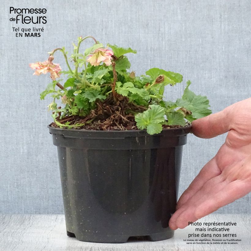 Geum Pretticoats Peach - Hierba de San Benito Maceta 2L/3L Ejemplar entregado en la primavera
