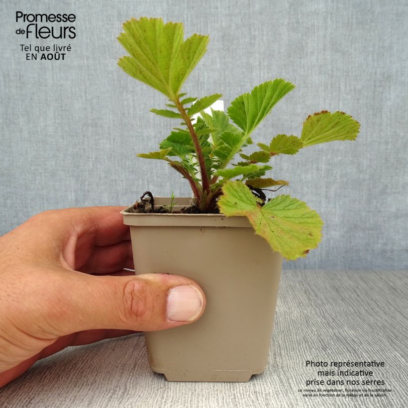 Ejemplar de Geum Prinses Juliana - Hierba de San Benito Maceta de 8/9 cm entregado en verano