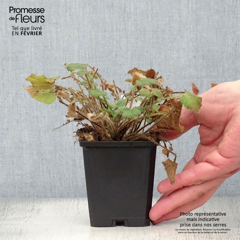 Geum Prinses Juliana - Hierba de San Benito Maceta de 8/9 cm Ejemplar entregado en invierno