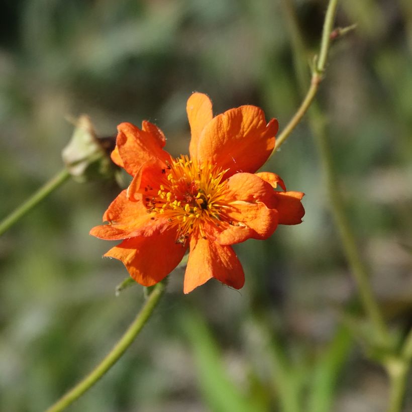 Geum Prinses Juliana - Hierba de San Benito (Floración)
