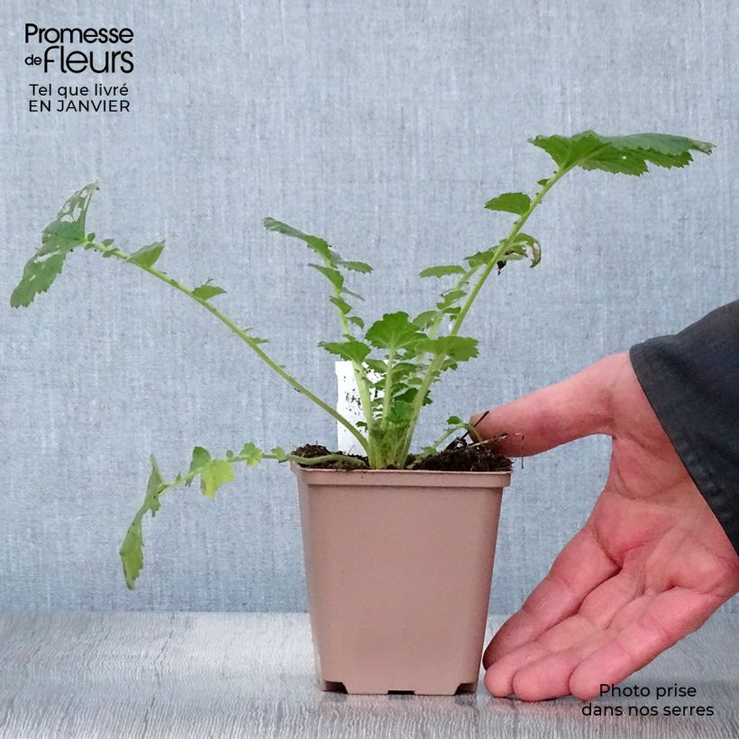 Geum Scarlet Tempest - Hierba de San Benito Maceta de 8/9 cm Ejemplar entregado en invierno