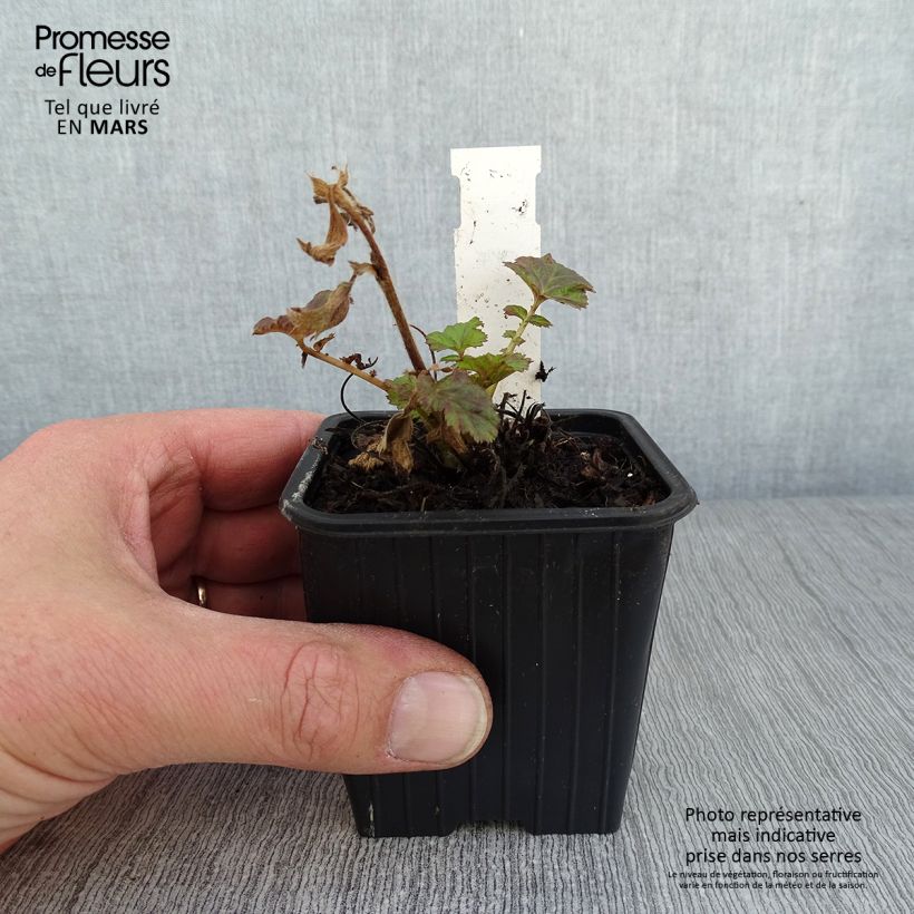 Geum Tempo Rose - Hierba de San Benito Maceta de 8/9 cm Ejemplar entregado en invierno