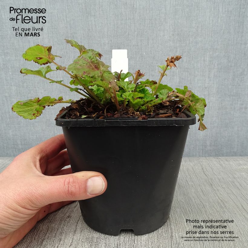 Geum Tempo Rose - Hierba de San Benito Maceta 2L/3L Ejemplar entregado en invierno