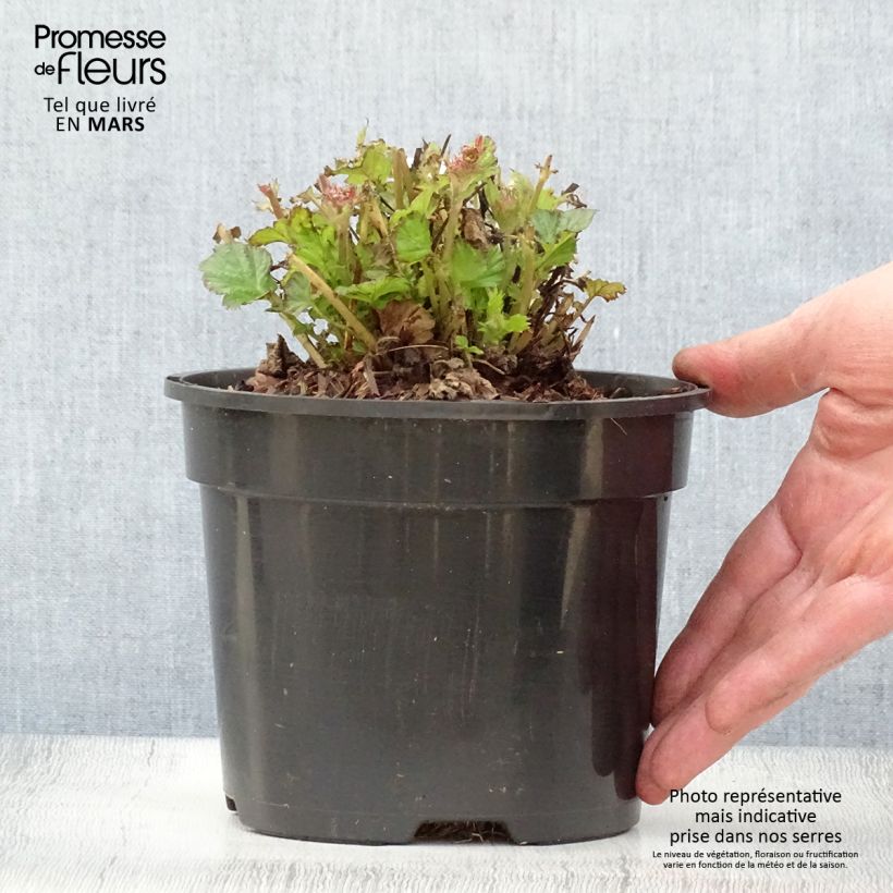 Geum Tempo Rose - Hierba de San Benito Maceta 2L/3L Ejemplar entregado en la primavera