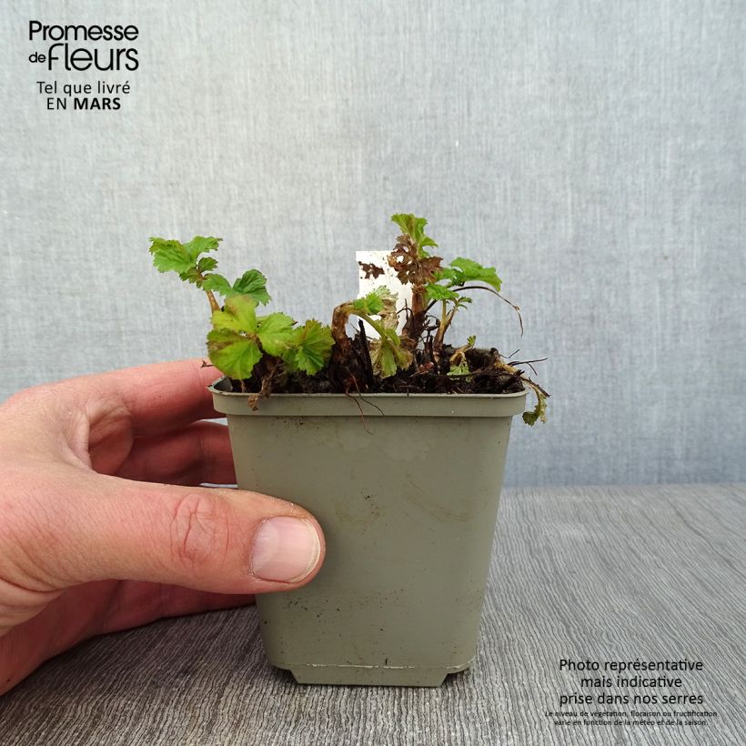 Geum Tempo Yellow - Hierba de San Benito Maceta de 8/9 cm Ejemplar entregado en invierno