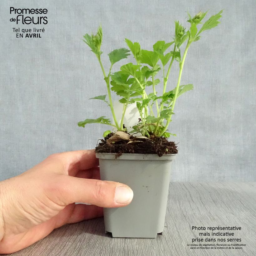 Geum Tempo Yellow - Hierba de San Benito Maceta de 8/9 cm Ejemplar entregado en la primavera