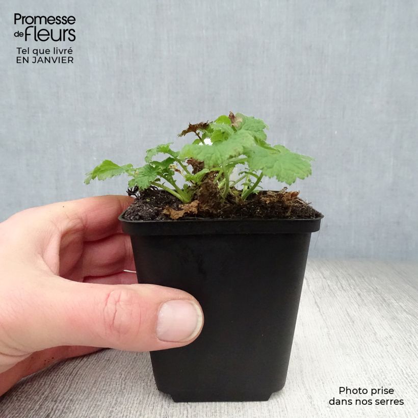 Geum Cocktail Tequila Sunrise - Hierba de San Benito Maceta de 8/9 cm Ejemplar entregado en invierno