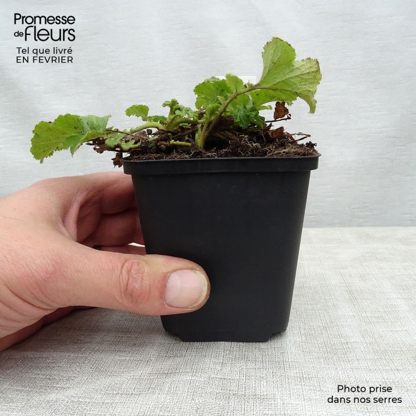 Geum Cocktail Tequila Sunrise - Hierba de San Benito Maceta 2L/3L Ejemplar entregado en invierno