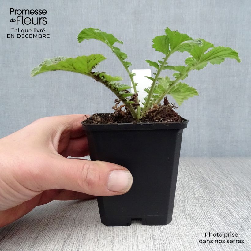 Geum Totally Tangerine - Hierba de San Benito Maceta de 8/9 cm Ejemplar entregado en invierno