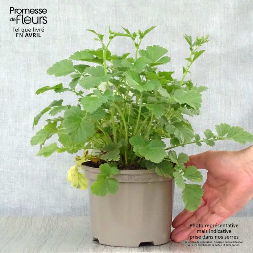 Geum Totally Tangerine - Hierba de San Benito Maceta 1L/1,5L Ejemplar entregado en la primavera