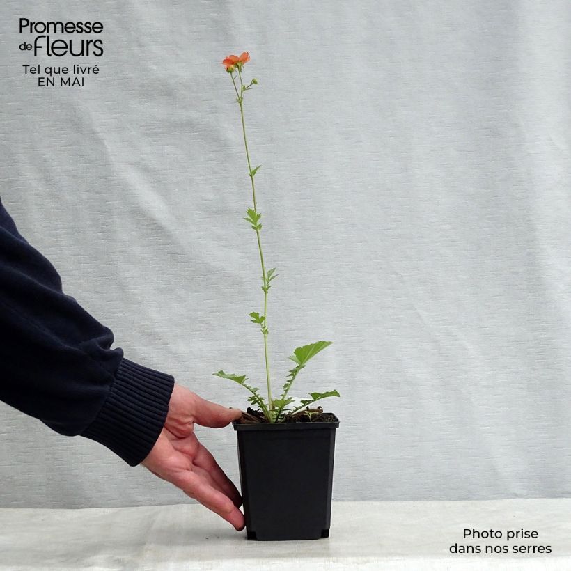 Geum Totally Tangerine - Hierba de San Benito Maceta de 8/9 cm Ejemplar entregado en la primavera