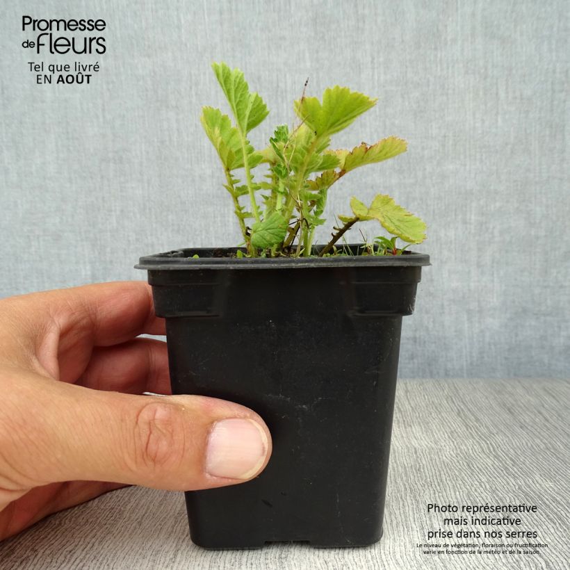 Ejemplar de Geum chiloense Lady Stratheden - Hierba del Clavo Maceta de 7/8 cm entregado en verano