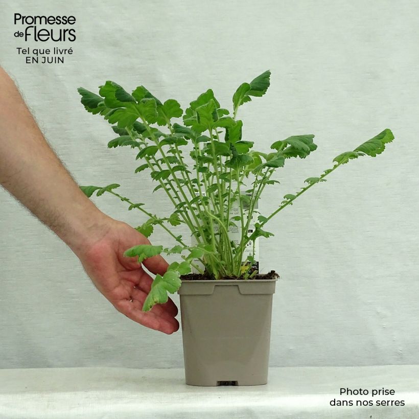 Ejemplar de Geum chiloense Lady Stratheden - Hierba del Clavo Maceta 2L/3L entregado en verano