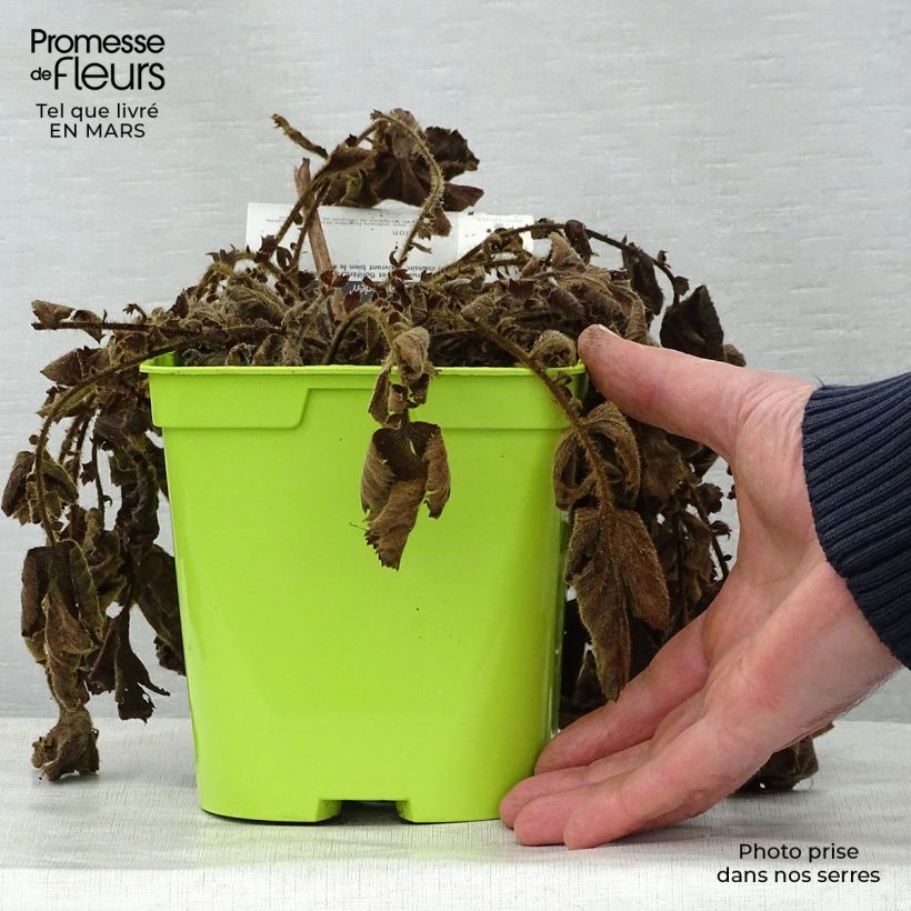 Geum chiloense Lady Stratheden - Hierba del Clavo Maceta 2L/3L Ejemplar entregado en la primavera