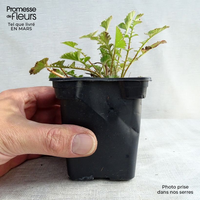 Geum chiloense Mrs Bradshaw - Hierba del Clavo Maceta de 7/8 cm Ejemplar entregado en la primavera