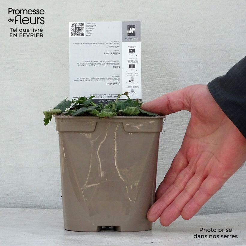 Geum chiloense Mrs Bradshaw - Hierba del Clavo Maceta 2L/3L Ejemplar entregado en invierno