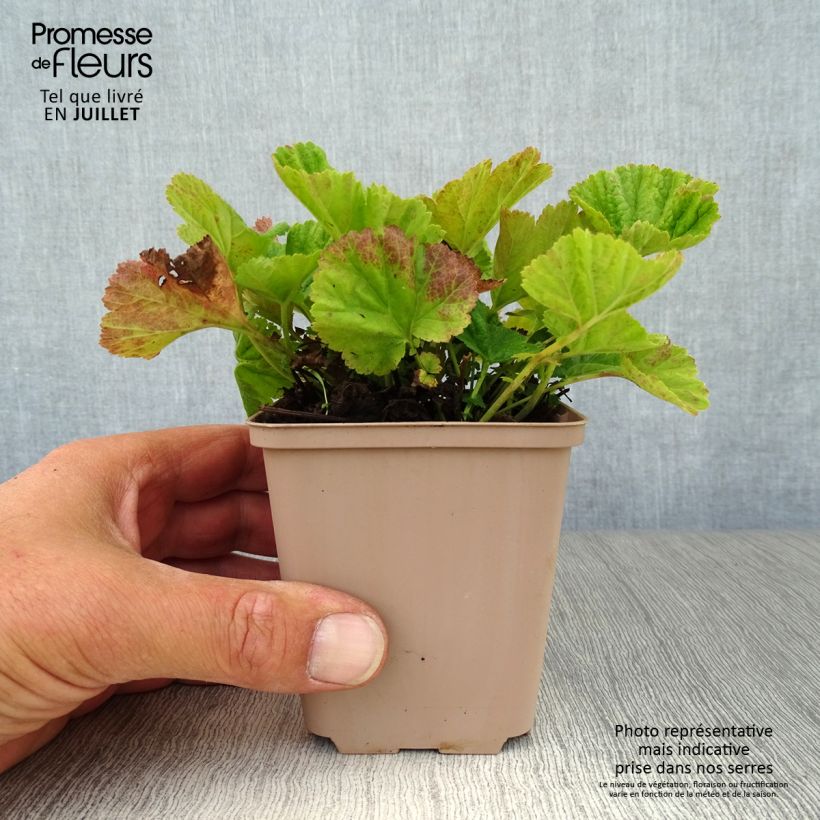 Ejemplar de Geum coccineum Borisii - Hierba de San Benito Maceta de 8/9 cm entregado en verano
