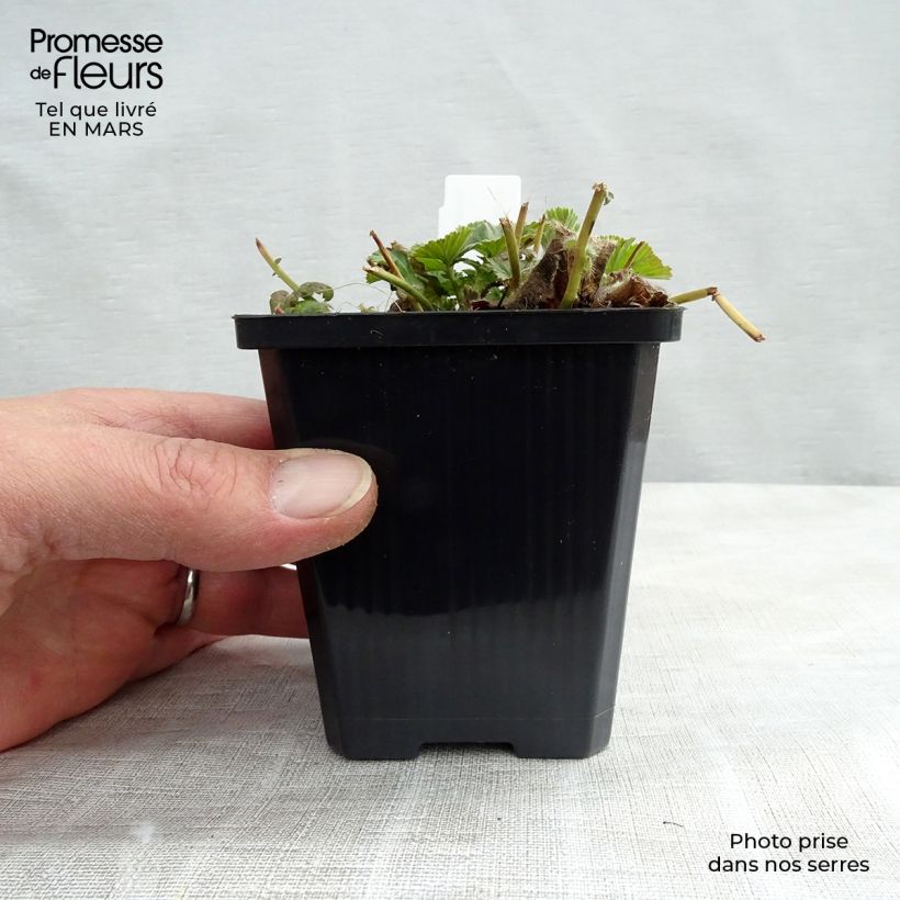 Geum coccineum Borisii - Hierba de San Benito Maceta de 8/9 cm Ejemplar entregado en la primavera