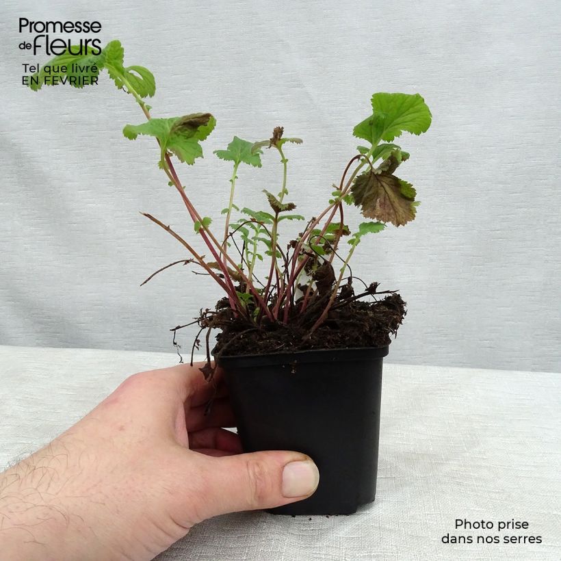 Geum coccineum Karlskaer - Hierba de San Benito Maceta de 8/9 cm Ejemplar entregado en invierno