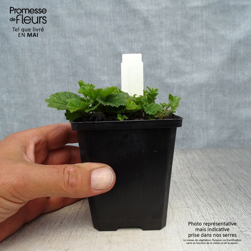 Geum coccineum Karlskaer - Hierba de San Benito Maceta de 8/9 cm Ejemplar entregado en la primavera