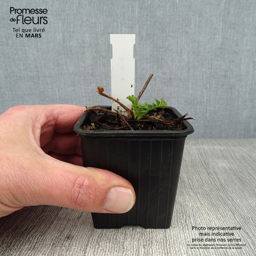 Geum coccineum Red Wings - Hierba de San Benito Maceta de 8/9 cm Ejemplar entregado en invierno