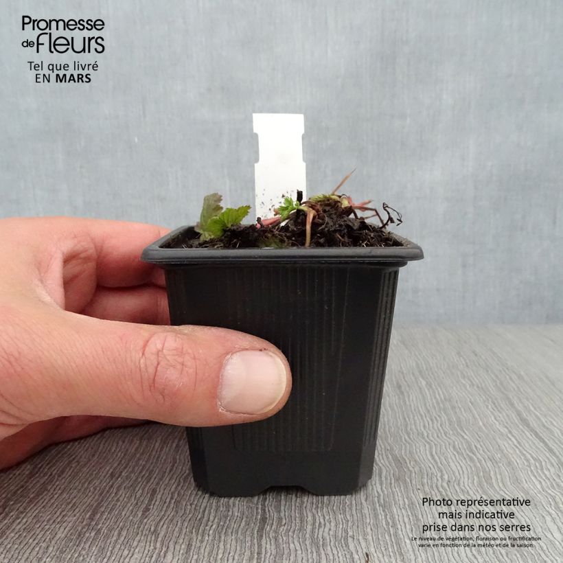 Geum coccineum Red Wings - Hierba de San Benito Maceta de 8/9 cm Ejemplar entregado en la primavera