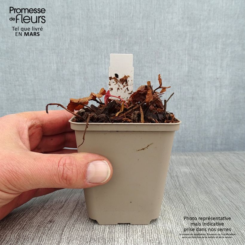 Geum coccineum Werner Arends - Hierba de San Benito Maceta de 8/9 cm Ejemplar entregado en invierno