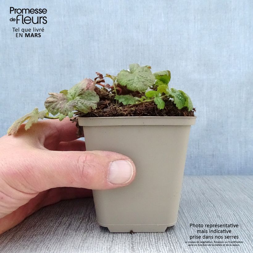 Geum coccineum Werner Arends - Hierba de San Benito Maceta de 8/9 cm Ejemplar entregado en la primavera