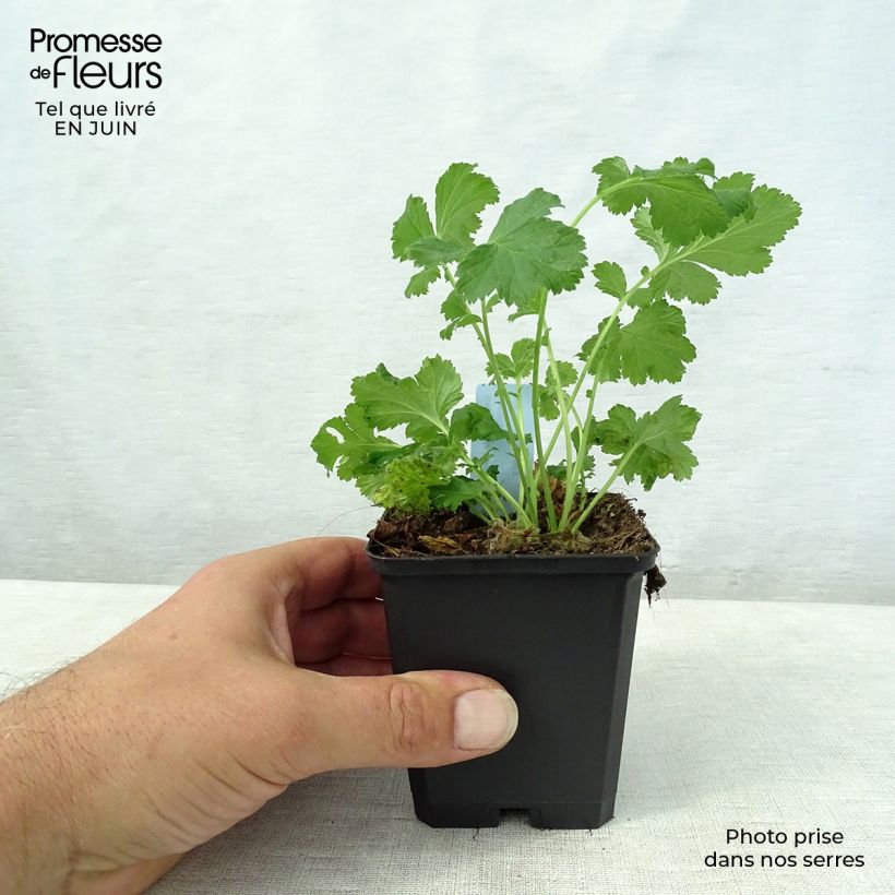 Ejemplar de Geum rivale Leonard's Variety - Hierba de San Benito Maceta de 7/8 cm entregado en verano