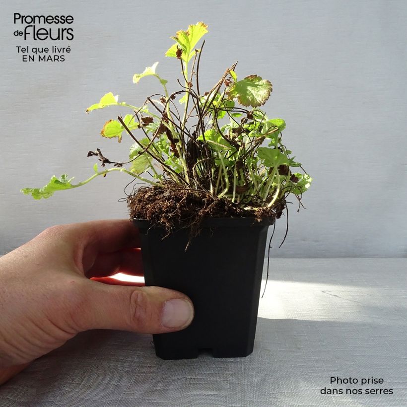 Geum rivale Leonard's Variety - Hierba de San Benito Maceta de 7/8 cm Ejemplar entregado en la primavera