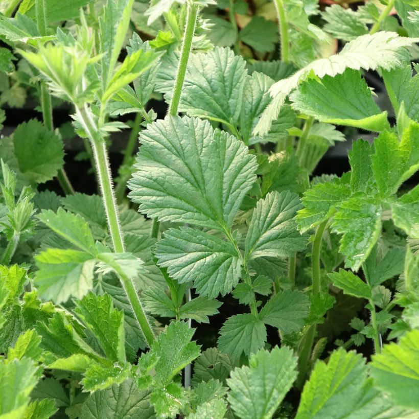 Geum Totally Tangerine - Hierba de San Benito (Follaje)